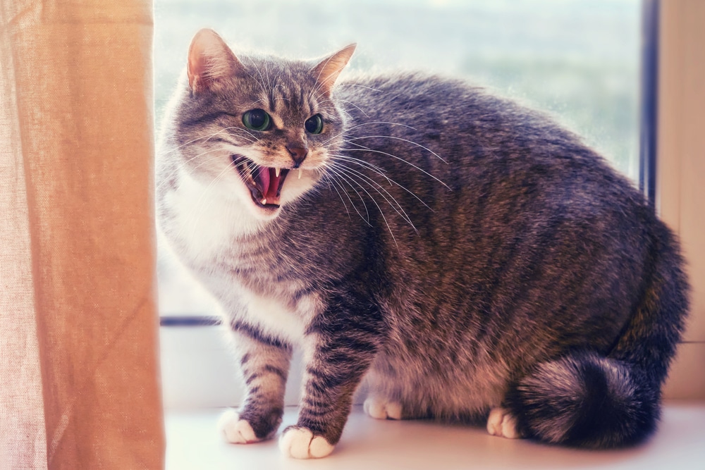 Frightened cat hissing on a windowsill, understanding anxious and aggressive cat behavior