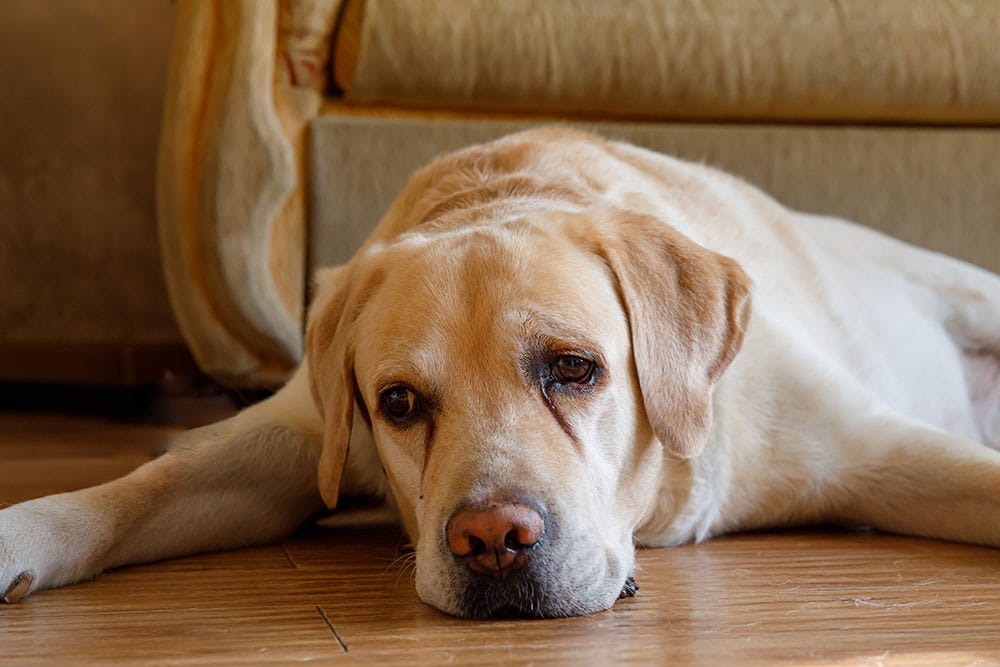 Dog lying down quietly on a couch, showing signs of discomfort that may be associated with back pain or IVDD symptoms.