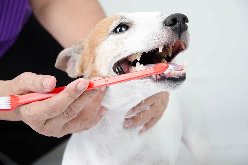 Dog receiving canine hygiene care, grooming and oral health maintenance for pets