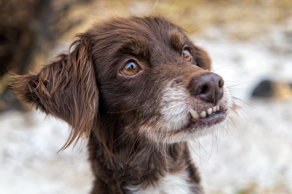 Dog with an overbite showing canine malocclusion — dental alignment issue in dogs