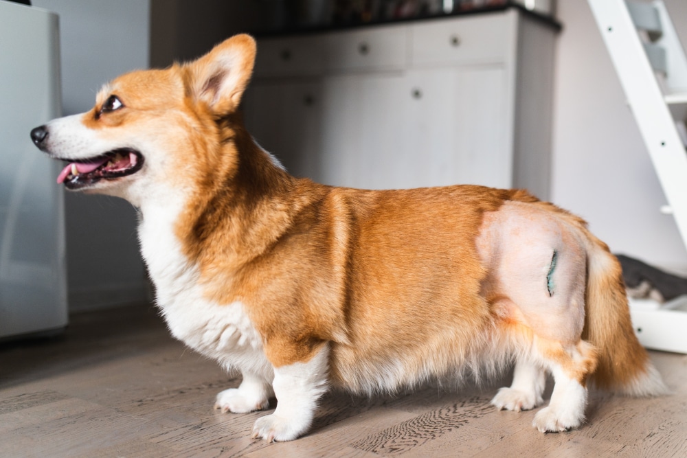 Dog with canine hip dysplasia receiving a veterinary orthopedic examination to assess hip joint health.