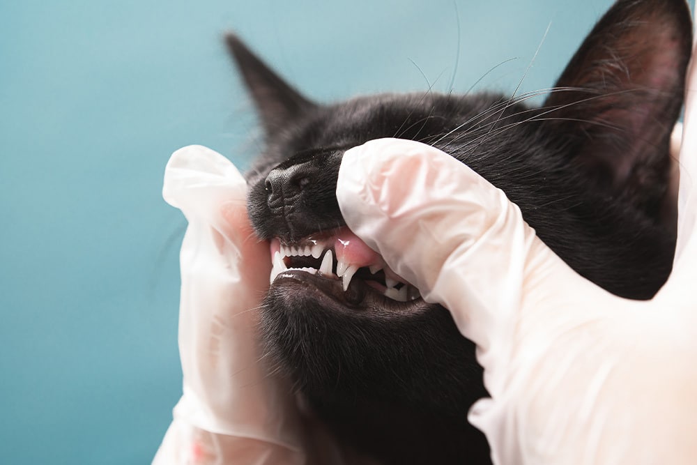 Veterinarian performing a dental check-up on a cat to assess oral health