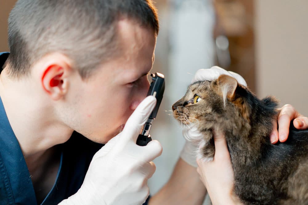 Cat receiving an eye health check, routine feline eye exam and vision care