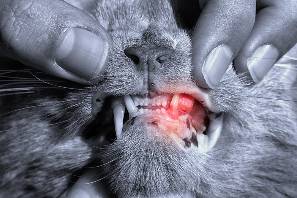 Close-up of cat gum inflammation with red glow highlighting feline periodontal disease