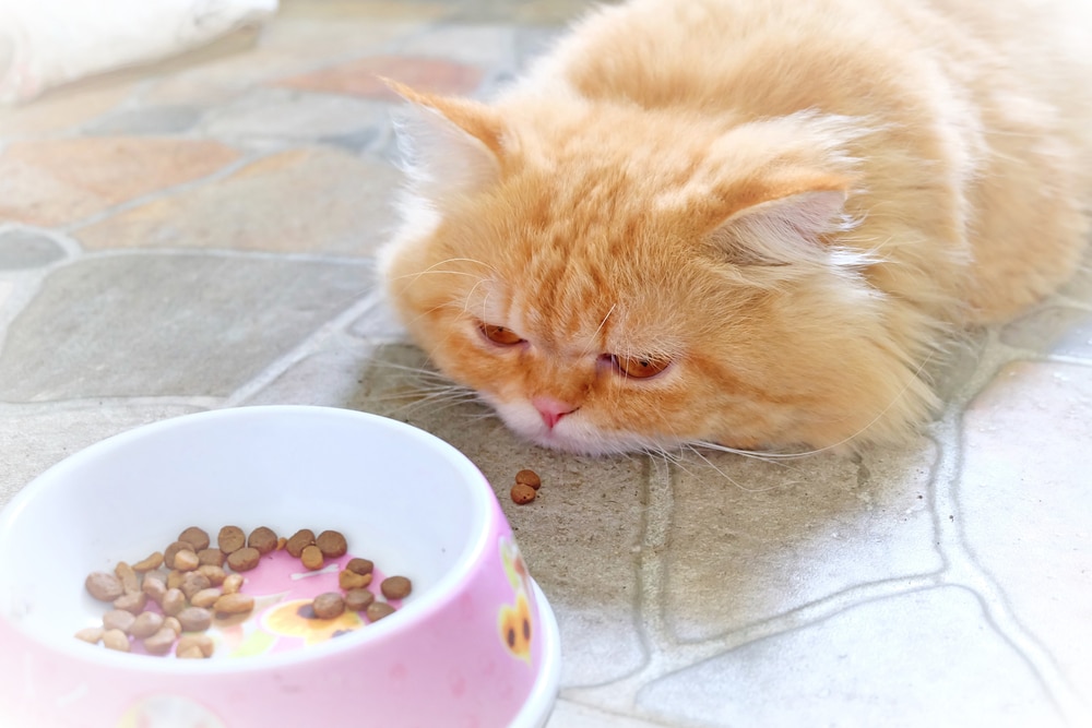 Persian cat looking disinterested in food bowl, signs of appetite loss in sick cats