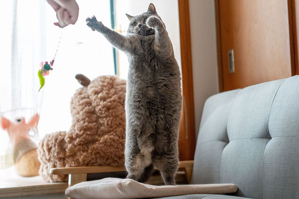 Fluffy grey cat standing on hind legs to catch a toy mouse during active playtime indoors on a sofa. Image depicts pet exercise and bonding.