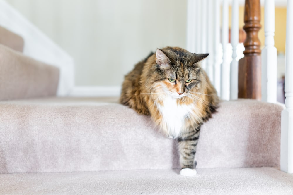 Cat seeking comfort while recovering from illness or stress.