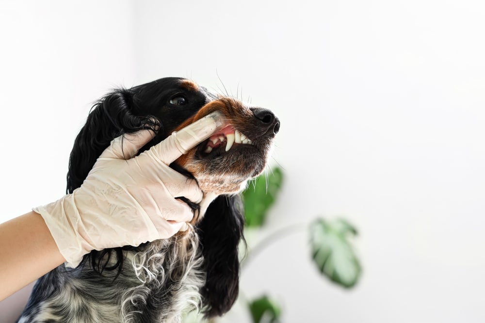 Female veterinarian brushing a Cocker Spaniel's teeth in clinic — canine dental care