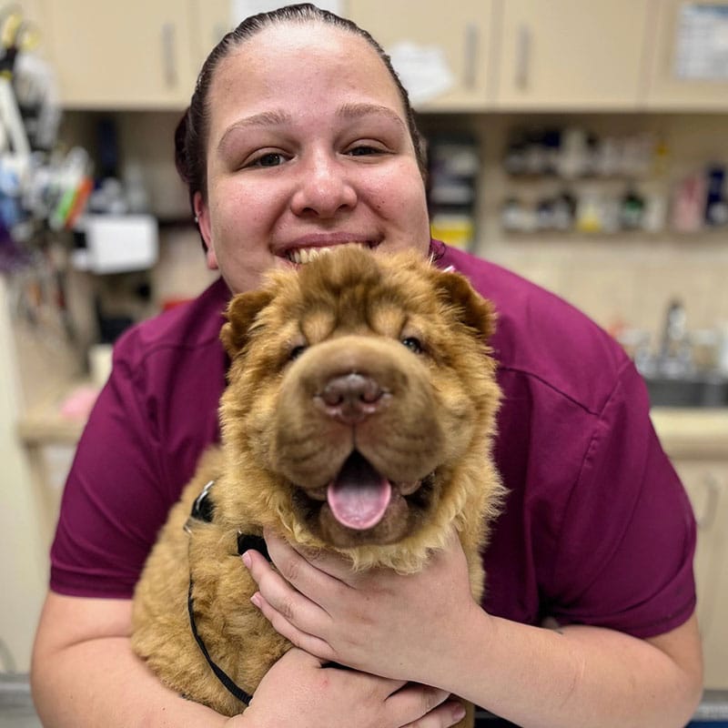 Healthy pet teeth shown during a routine dental wellness exam at St. Petersburg Animal Hospital