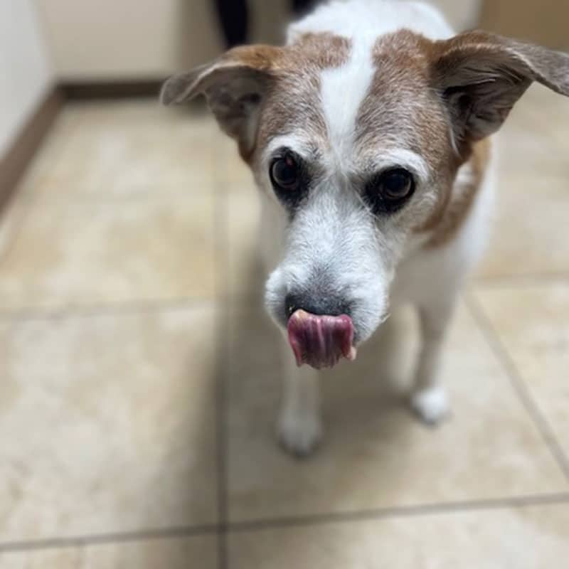 Pet receiving professional dental care from a veterinary team member in St. Petersburg, FL