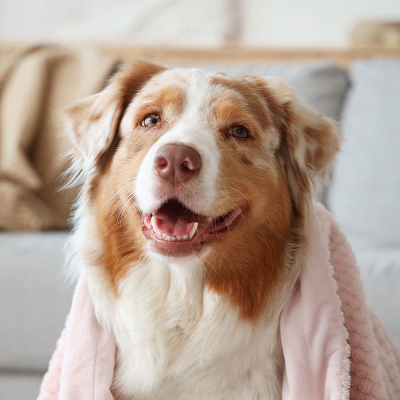Veterinary dental exam showing pet teeth assessment at St. Pete animal hospital
