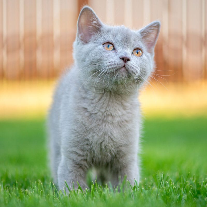 Close-up of pet dental care procedure at St. Petersburg Animal Hospital & Urgent Care