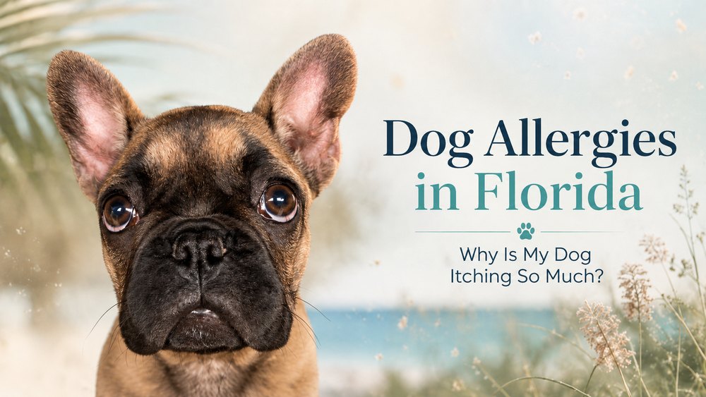 French Bulldog outdoors in Florida, illustrating common dog allergy symptoms like itching.