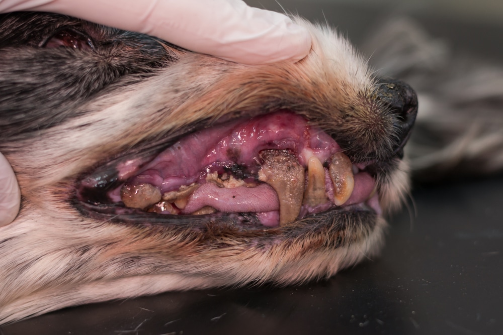Senior dog with gingivitis and tartar buildup — signs of canine dental disease