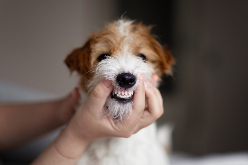 Veterinarian examining a dog's clean, healthy teeth during a canine dental exam at the animal hospital