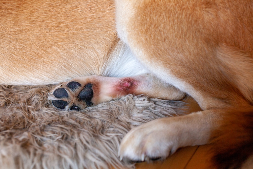 Close-up of a dog’s hind leg and paw resting on a rug, with a small red wound visible on the skin near the leg.