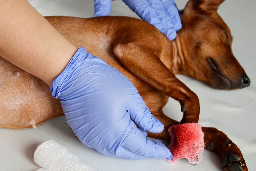 A small brown dog lying on its side while a person wearing blue medical gloves wraps a bandage around the dog’s injured front leg.