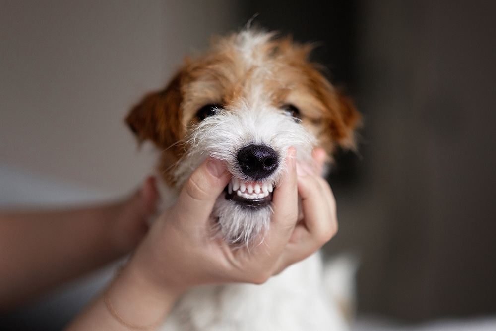 Veterinarian performing a dental check-up on a dog, canine oral health exam at animal hospital