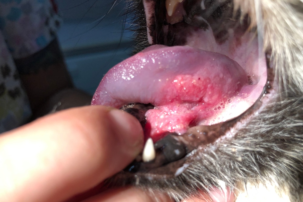Close-up view of a dog's mouth being held open by a finger, showing a raised, red, and possibly ulcerated lesion on the underside of the tongue or the floor of the mouth.