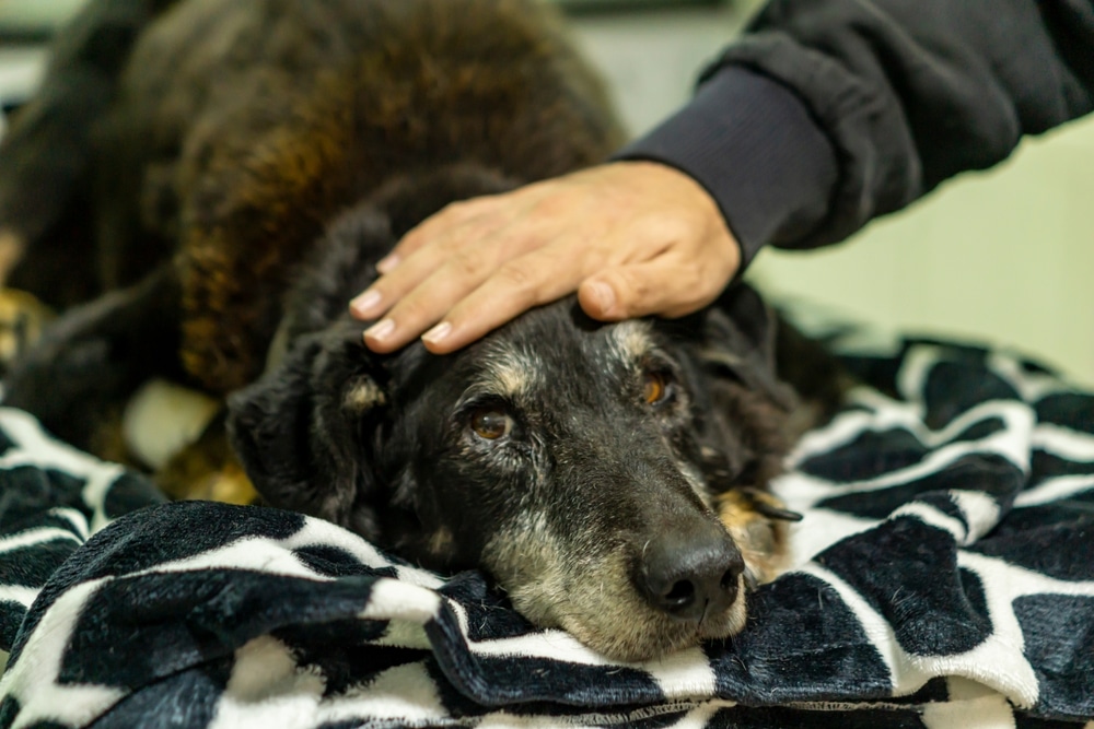Owner saying a heartfelt farewell to their dog before end-of-life veterinary care