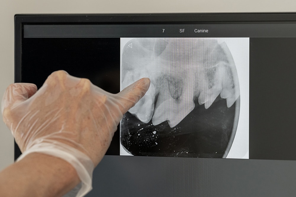 Gloved veterinarian's hand examining a dog's teeth during dental scan at St. Pete Animal Hospital