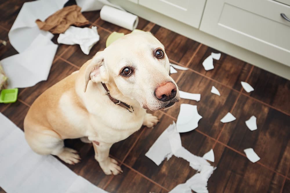 Pup showing concerning behavior that may require veterinary evaluation for aggression or discomfort.