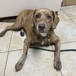 Haylee G. testimonial photo — pet owner reviewing veterinary care at St. Petersburg Animal Hospital
