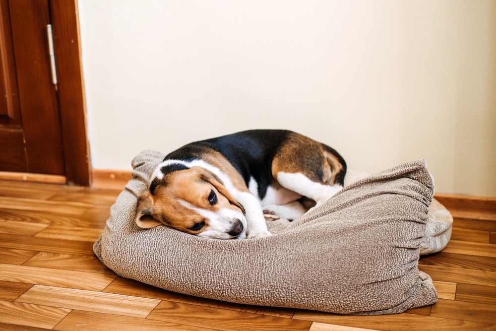 Healthy alert dog representing canine wellness, used to illustrate prevention of parvovirus and awareness of early symptoms.