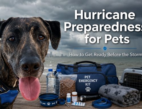 Hurricane Preparedness for Pets: A St. Petersburg Guide