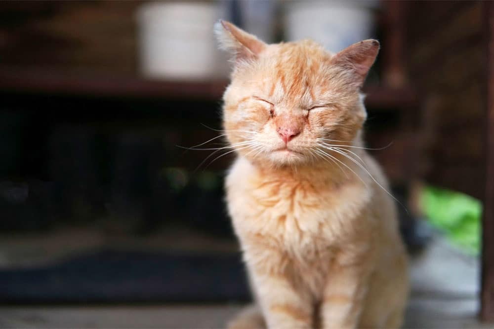 Veterinary infection alert graphic — visual warning about pet skin or wound infections