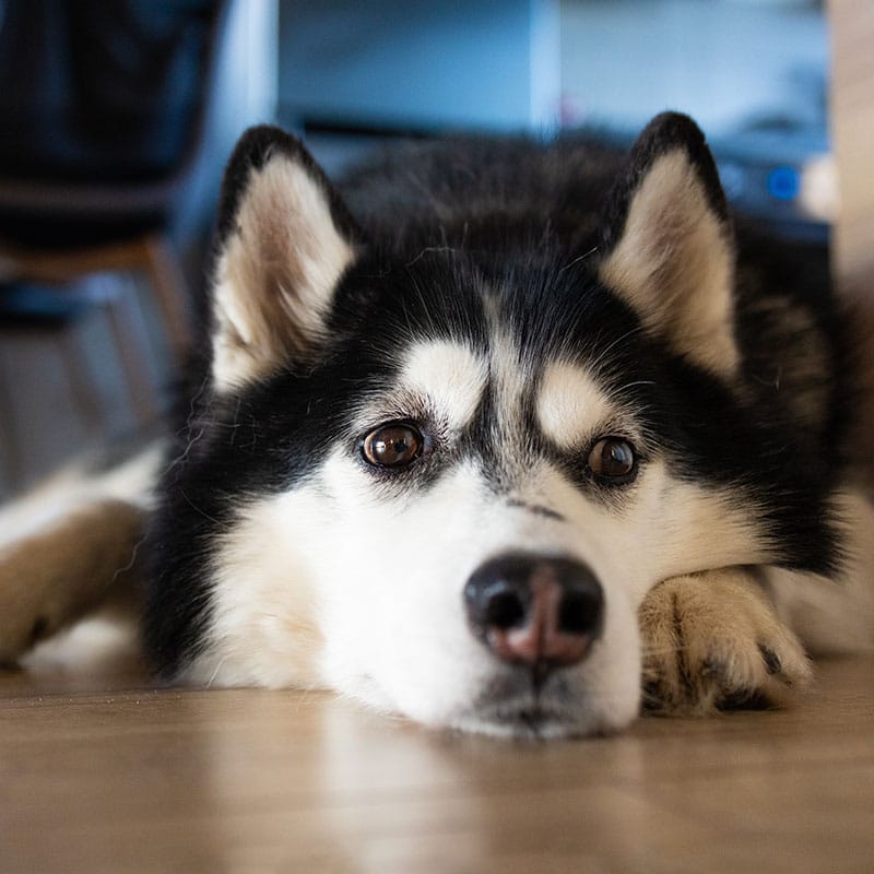 Veterinarian conducting an internal medicine consultation and exam for a pet in St. Petersburg