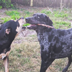 Joey L. testimonial photo — happy pet owner sharing review of St. Petersburg Animal Hospital
