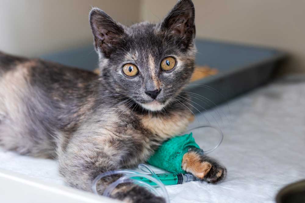 A young tortoiseshell kitten lying down with a bandaged front leg attached to an IV tube and syringe.