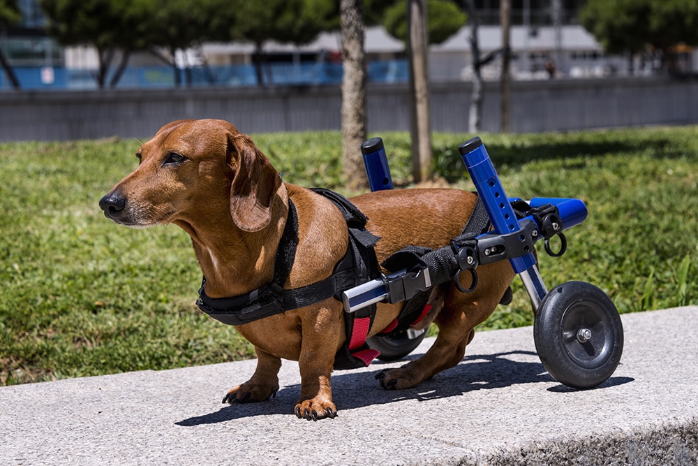 Dachshund using a mobility wheelchair outdoors to support movement and improve quality of life with lasting mobility changes.
