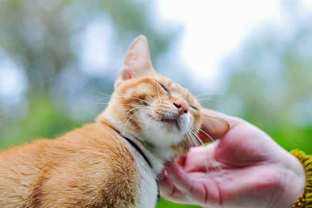 A low-angle close-up shot of an orange tabby cat closing its eyes in contentment as a person gently strokes and scratches under its chin outdoors against a softly blurred green background.