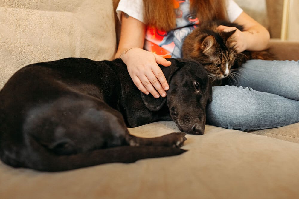 A peaceful moment of a pet relaxing at home, capturing comfort and calm companionship.