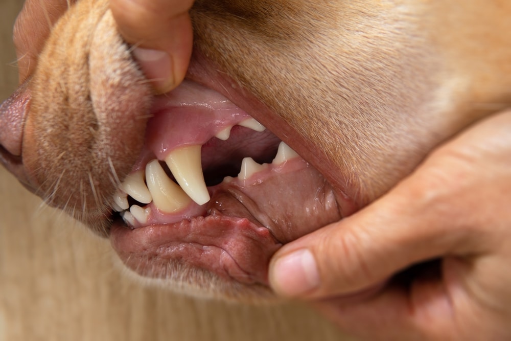 Close-up of a yellow Labrador's teeth showing plaque buildup — canine dental health alert