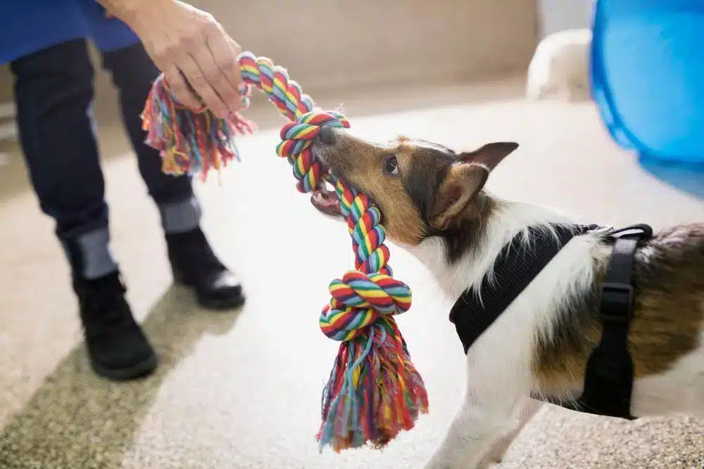 Playful dog enjoying a game, representing active pet health and wellness care