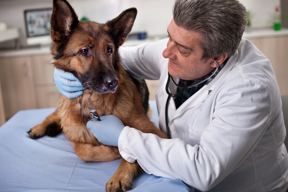Veterinarian performing a preventive care examination to support a pet's long-term health.