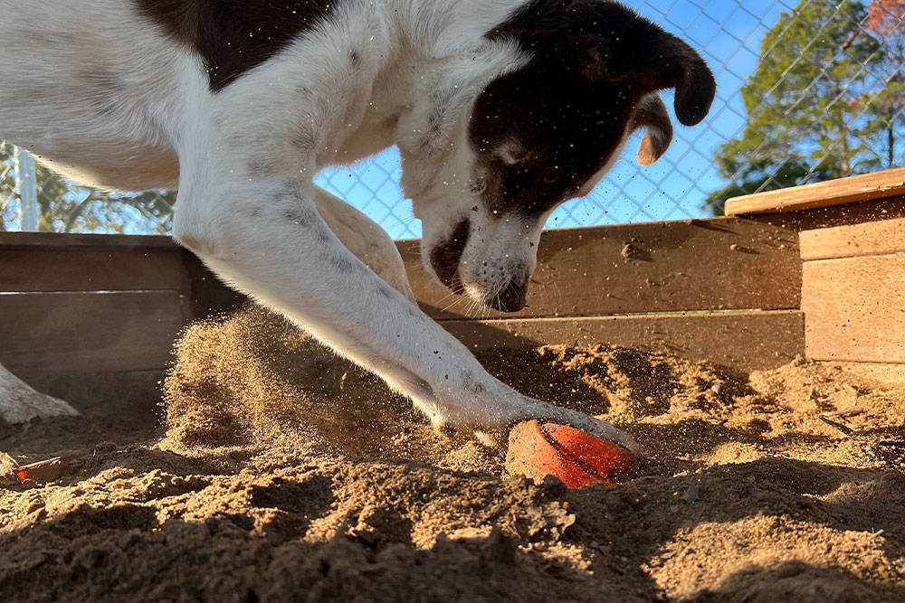 Black and white dog digging in sandy play area while pawing at a partially buried orange ball.