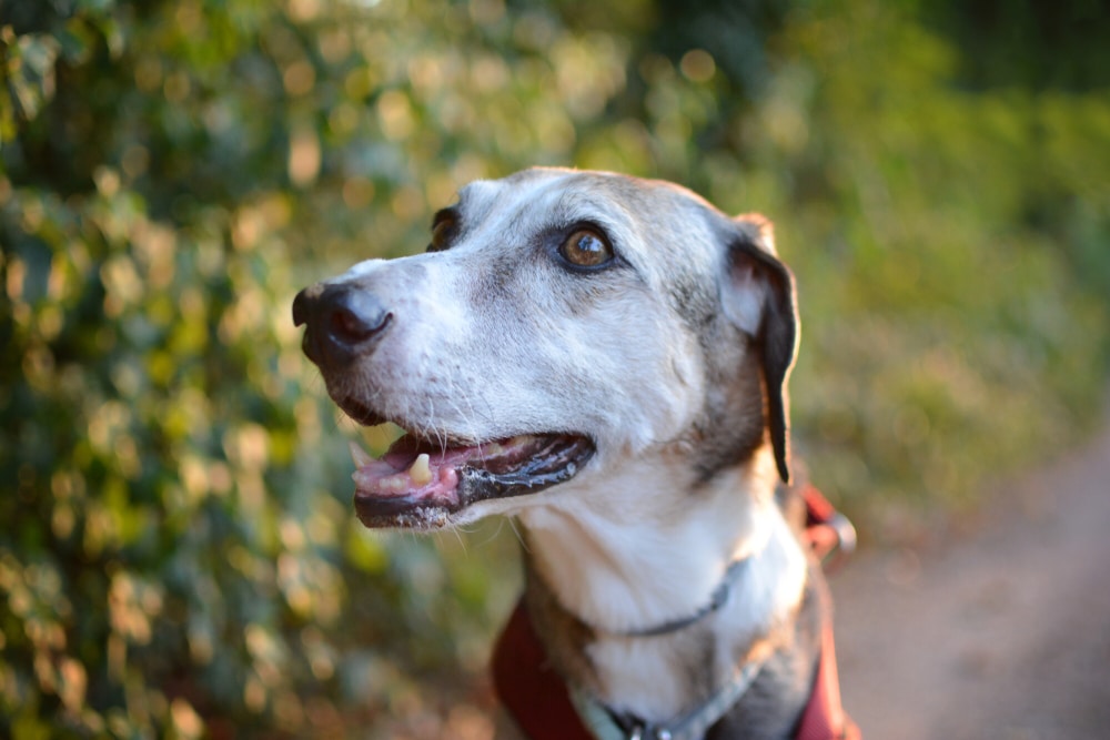 Senior dog with a gentle expression, highlighting the importance of senior pet health and wellness.