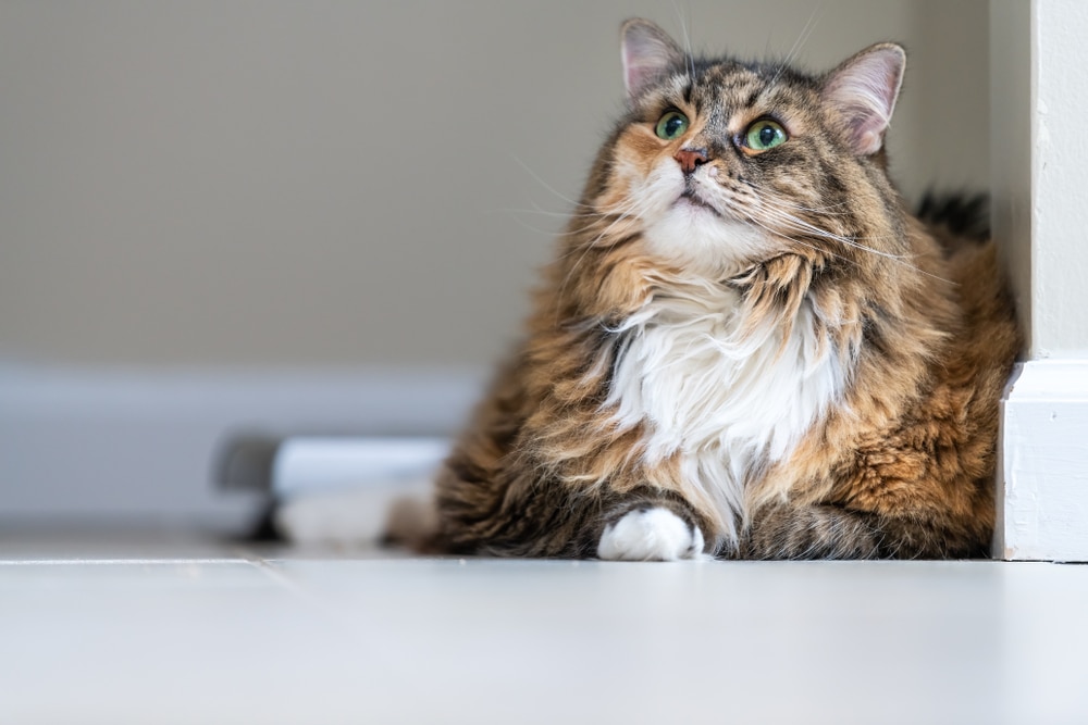 Calico Maine Coon cat lying down and looking up in a bathroom, representing senior feline care services