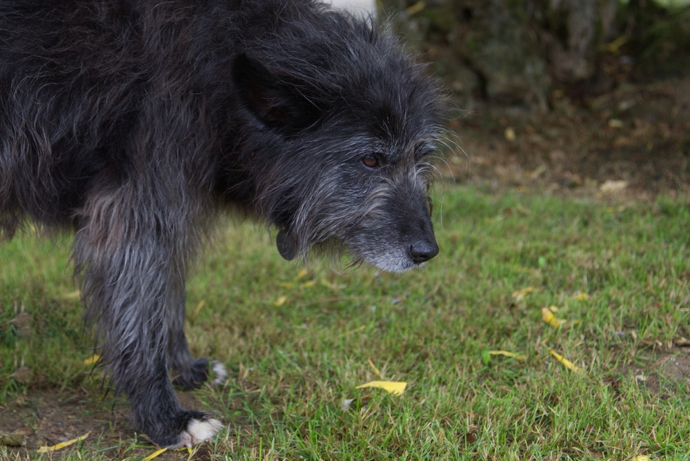 Senior shaggy dog with gray whiskers resting calmly, highlighting the appearance of an aging dog.