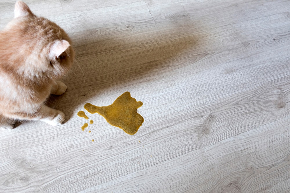 Sick cat near regurgitation on floor, highlighting symptoms that require urgent veterinary care