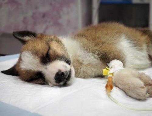 Which Puppy or Kitten Emergencies Can’t Wait Until Morning?