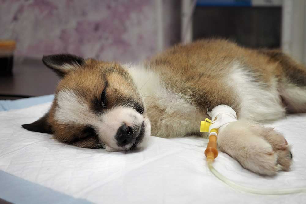 A fluffy brown and white puppy lying down resting on a padded veterinary table with an IV catheter in its front leg.