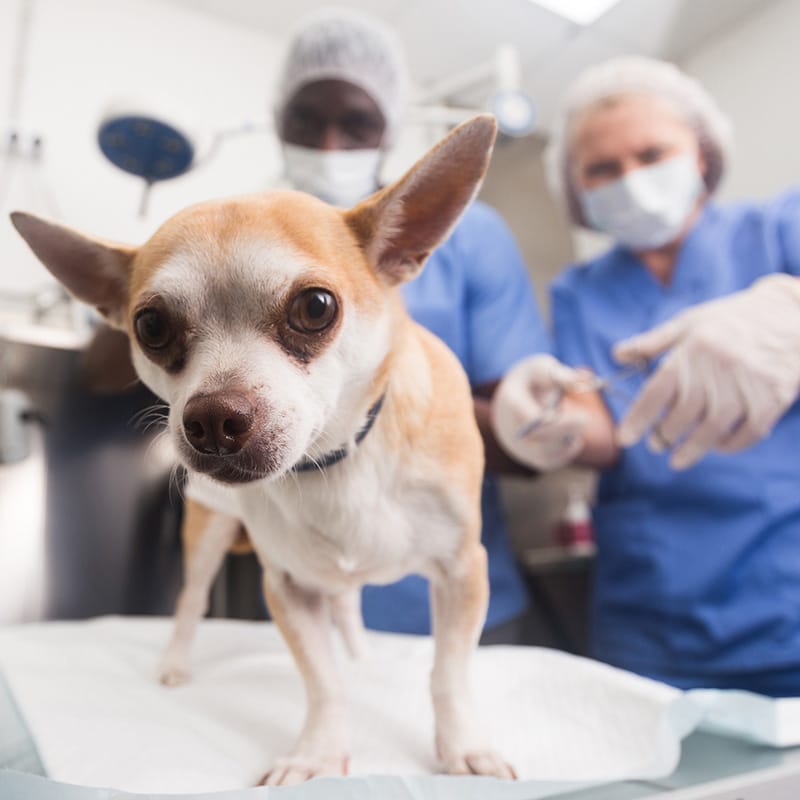 Veterinary surgeon and team performing a procedure at St. Petersburg Animal Hospital
