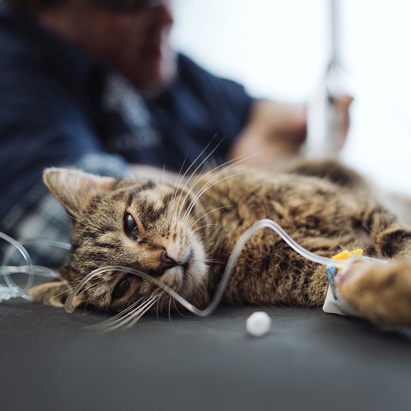 Veterinary team performing a safe and monitored surgical procedure on a pet in St. Petersburg