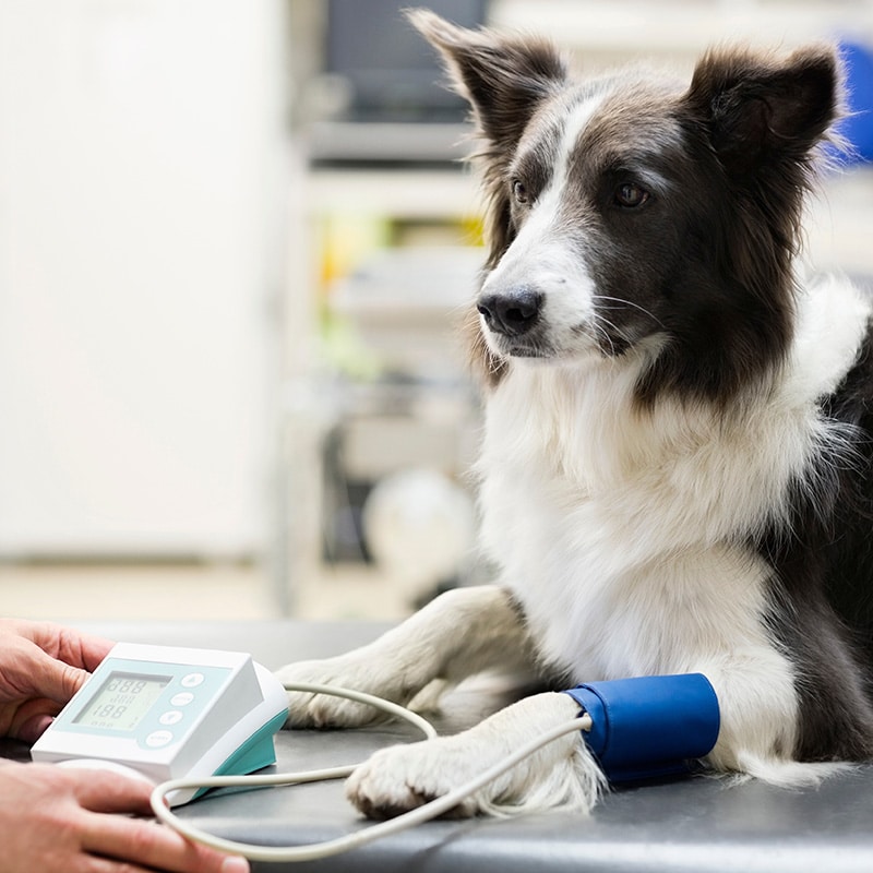 Veterinary surgeon preparing sterile instruments before a pet surgery in St. Petersburg, FL
