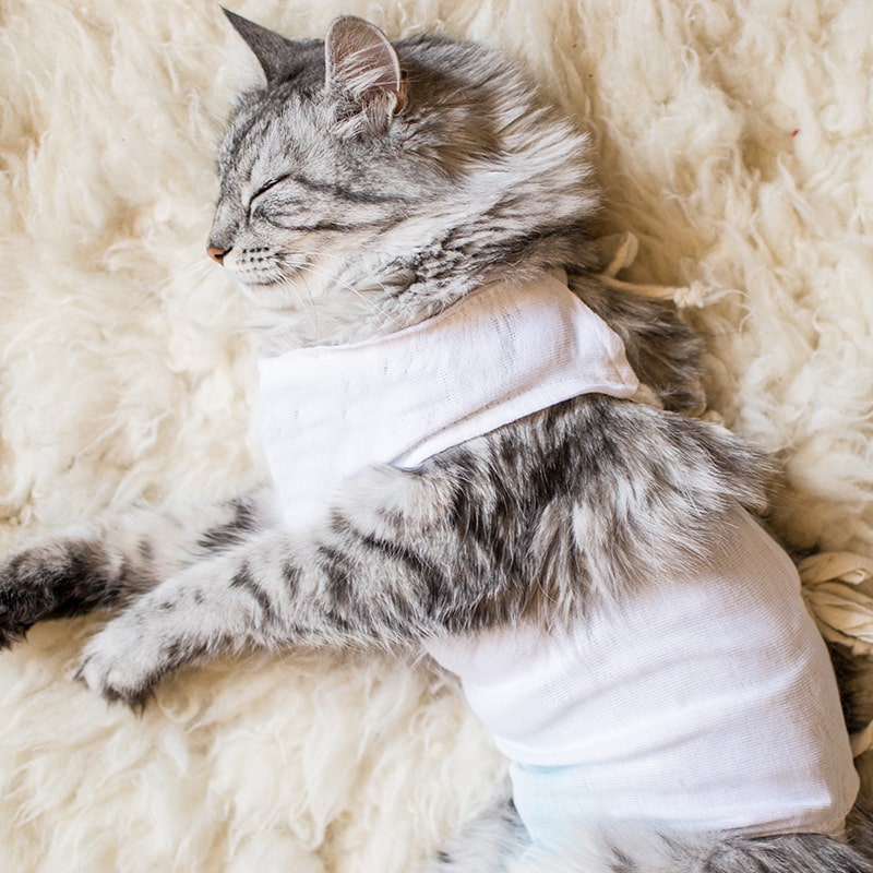 Veterinary team member monitoring a pet during post-operative surgical recovery in St. Petersburg